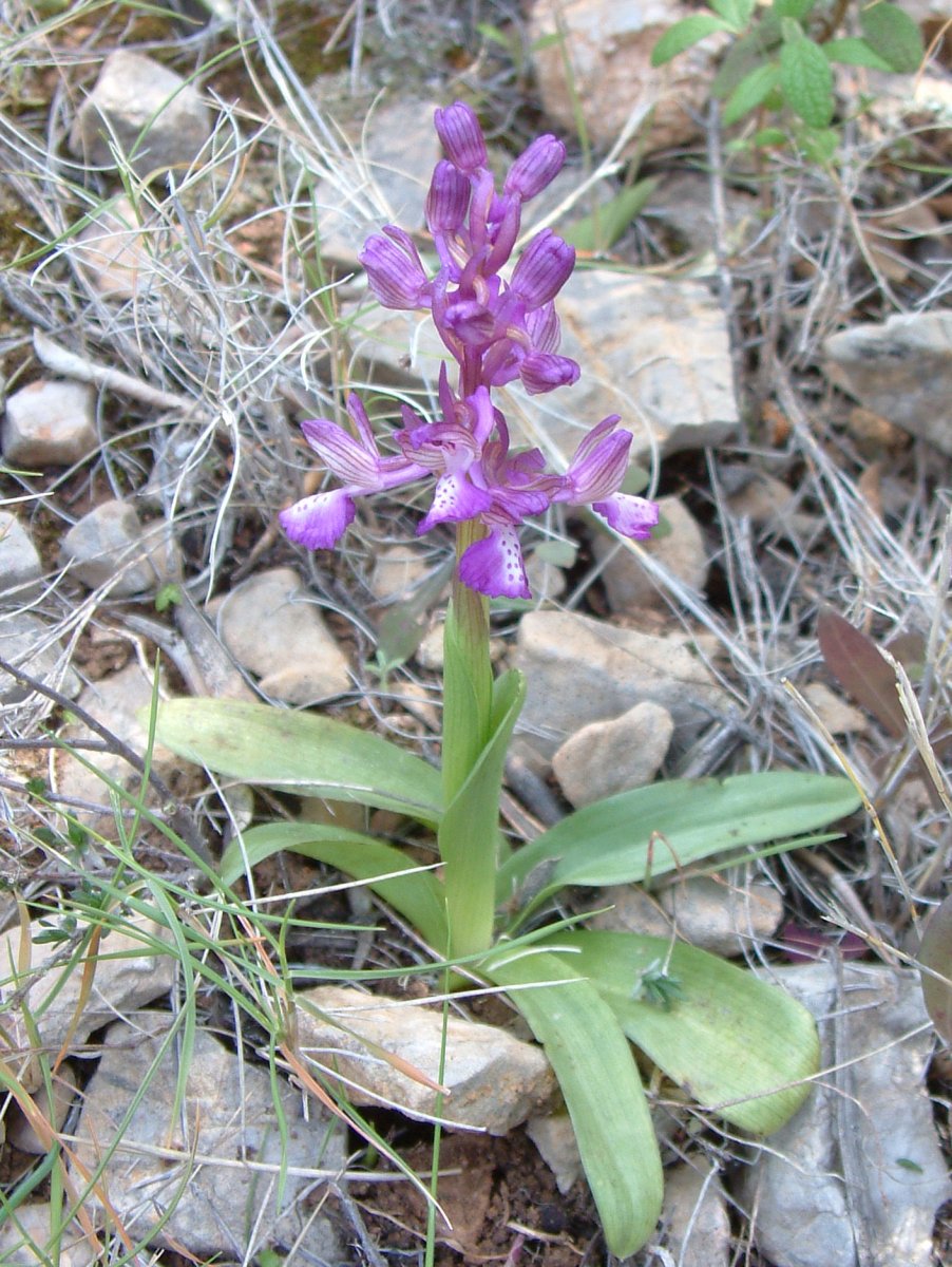 Ultime orchidee per quest''anno - Dalla Grecia con passione
